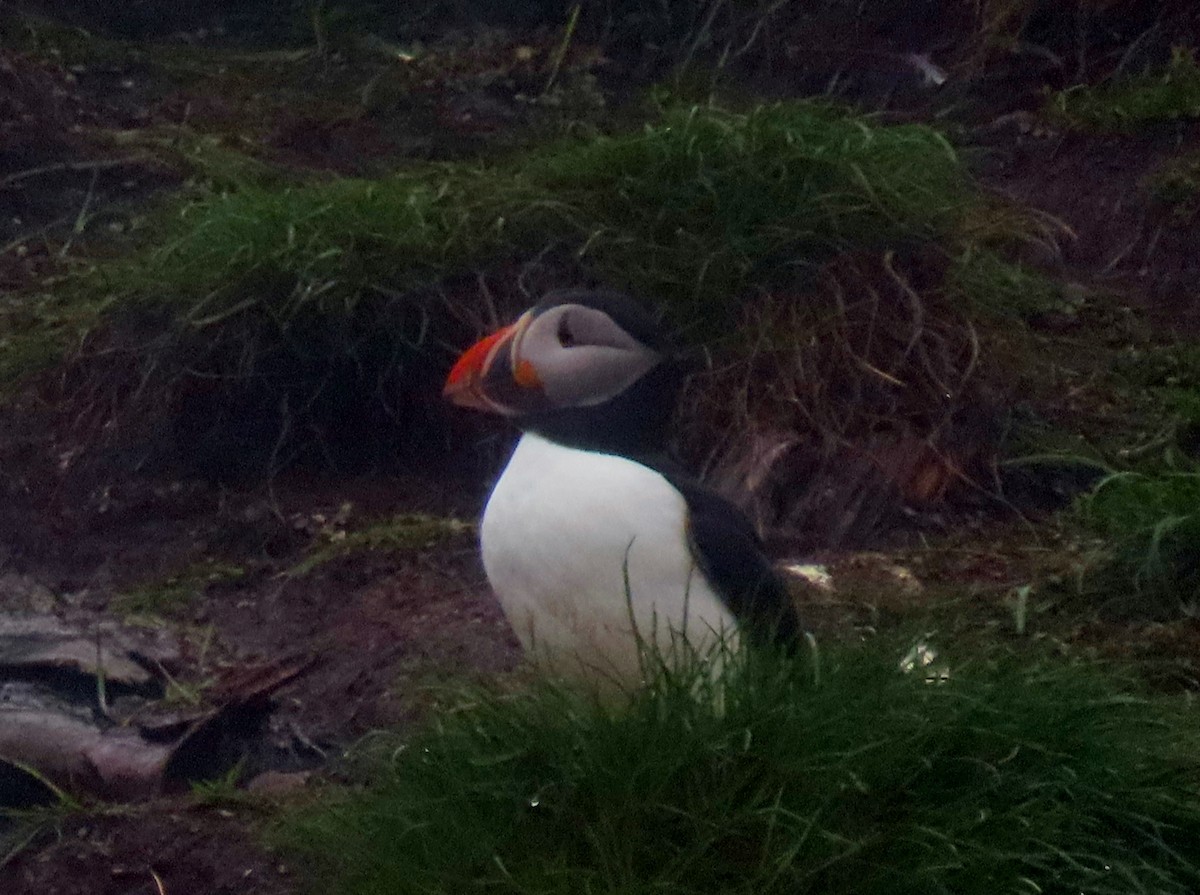 Atlantic Puffin - ML620724650