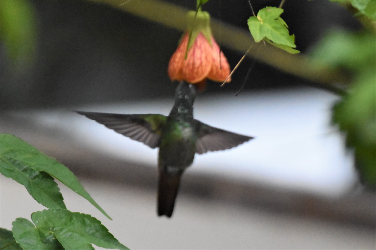 Rufous-tailed Hummingbird - ML620724653