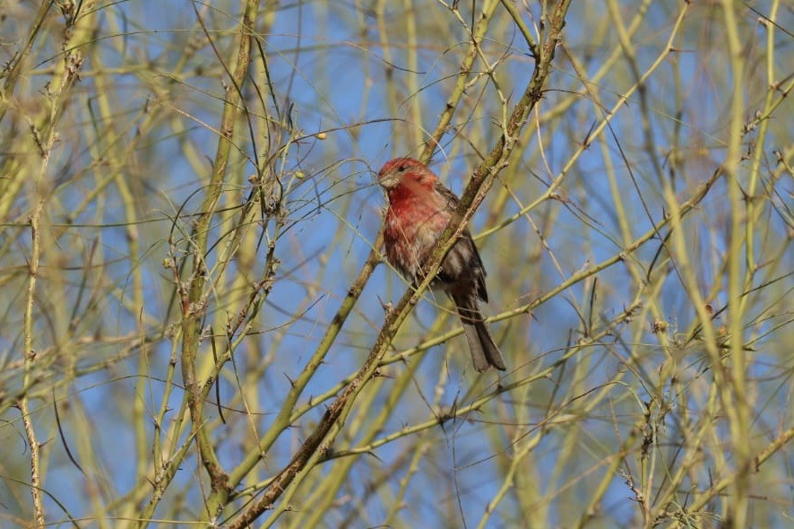 House Finch - ML620724654