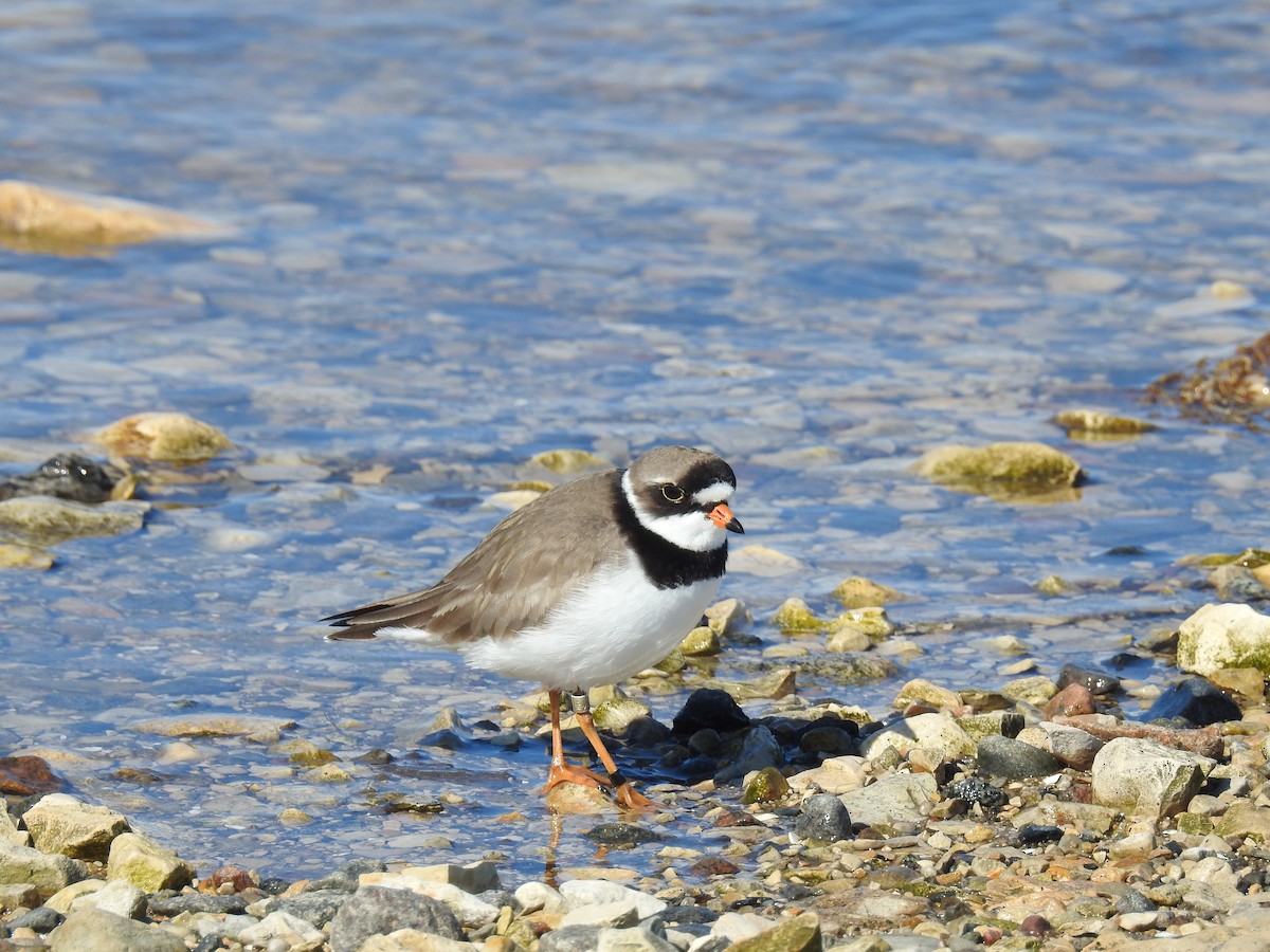 Semipalmated Plover - ML620724657