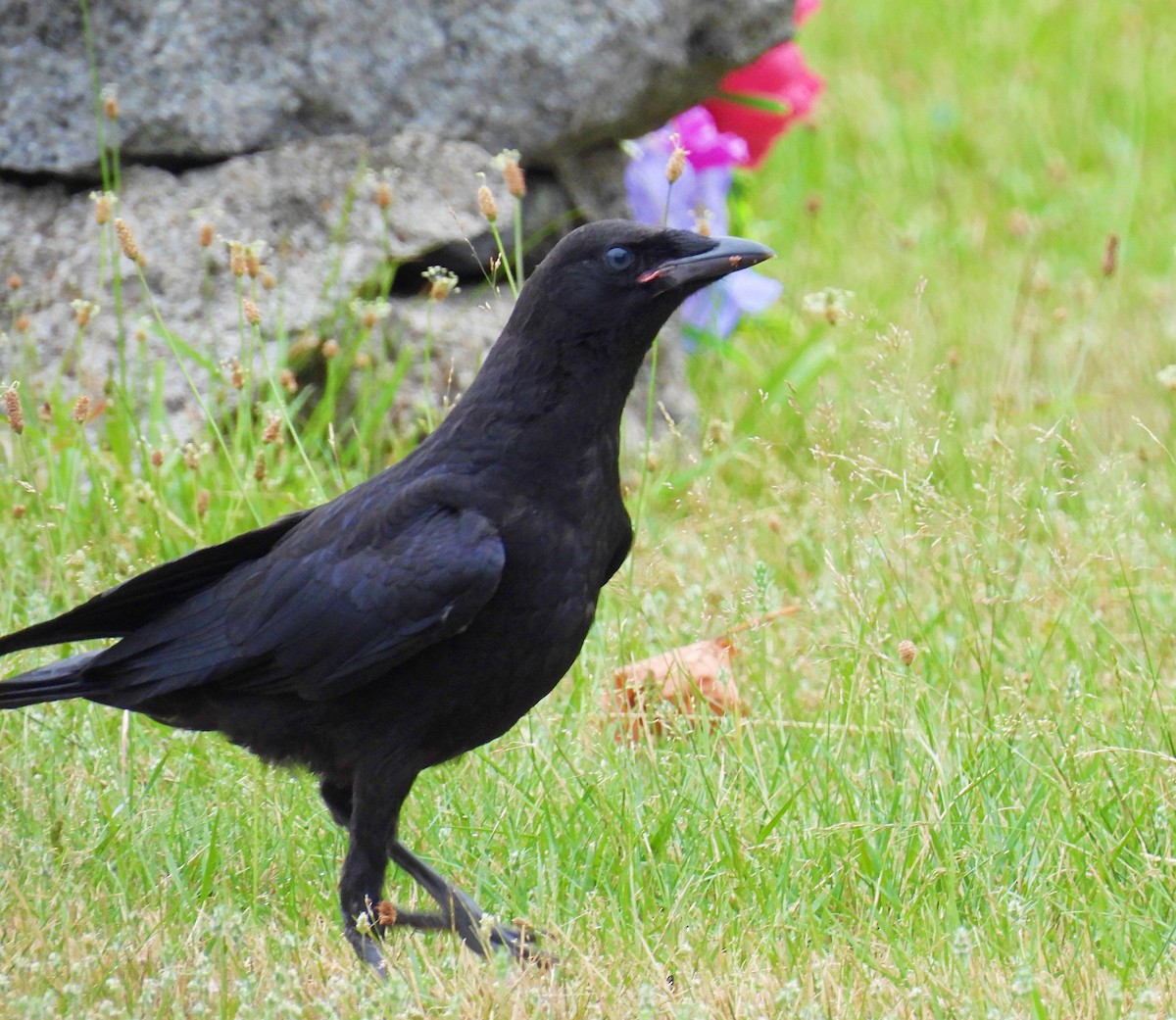 American Crow - ML620724658