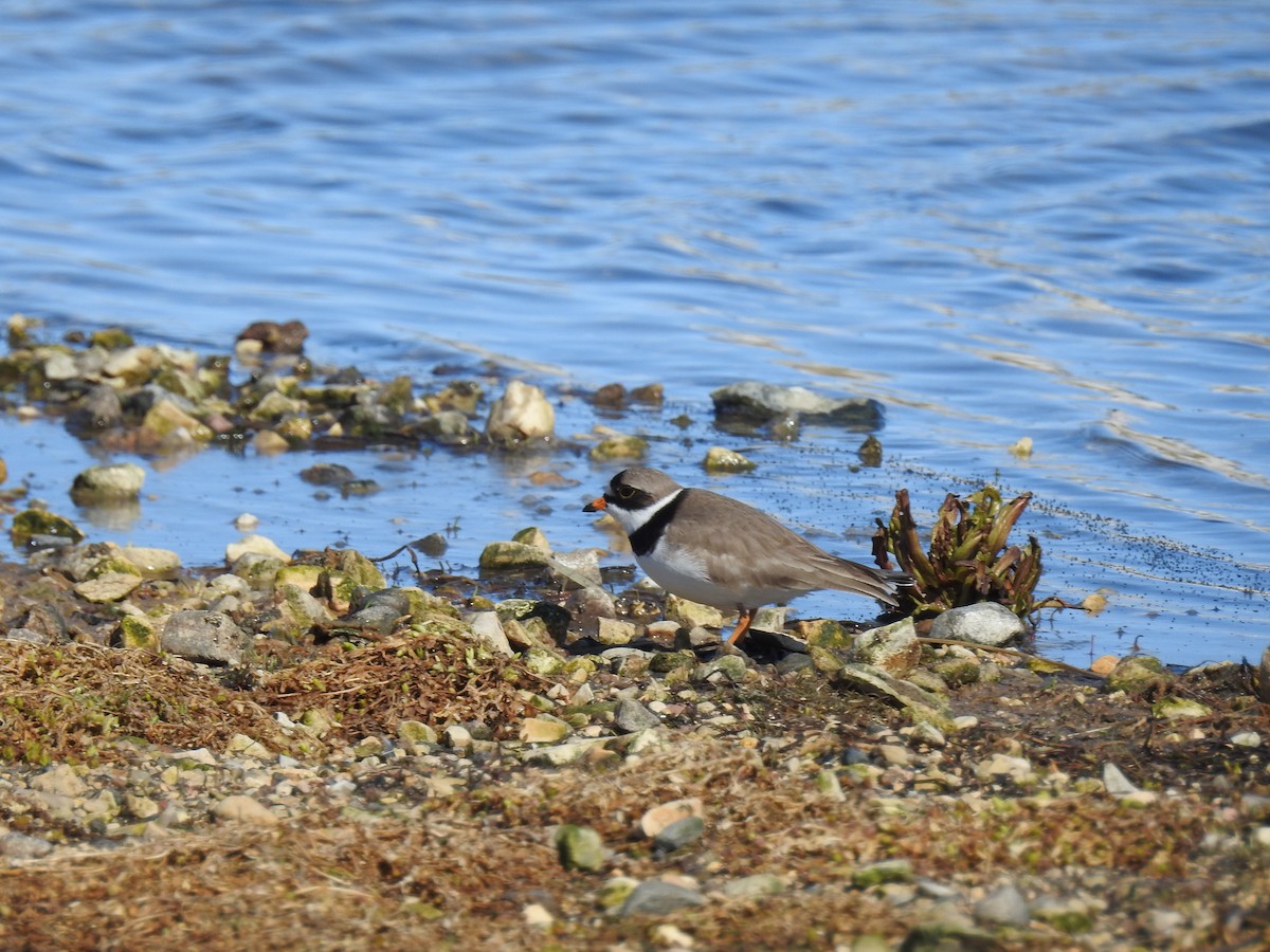 Semipalmated Plover - ML620724661