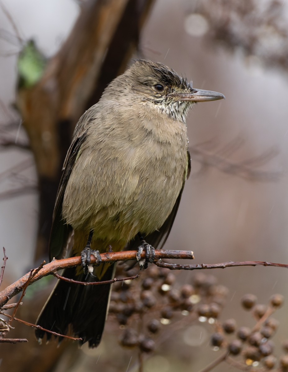 Great Shrike-Tyrant - ML620724663