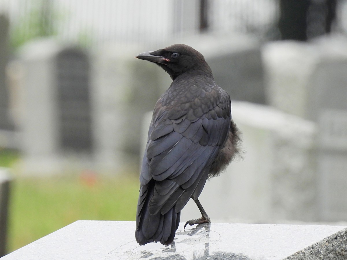 American Crow - ML620724672