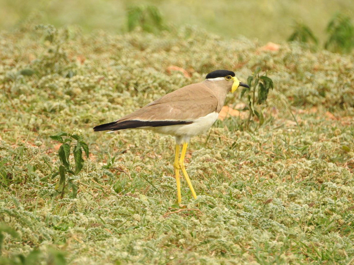 Yellow-wattled Lapwing - ML620724674