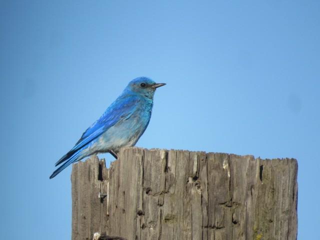 Mountain Bluebird - ML620724675