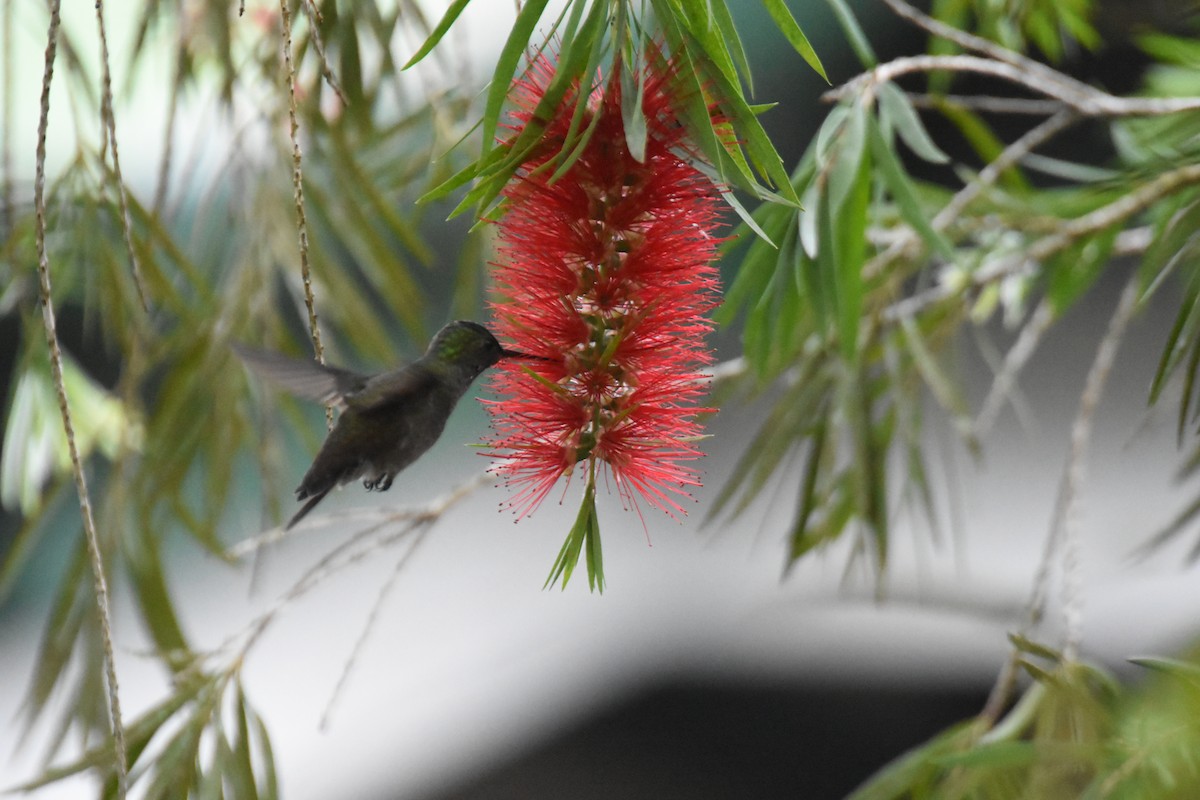 Charming Hummingbird - Jerry Davis