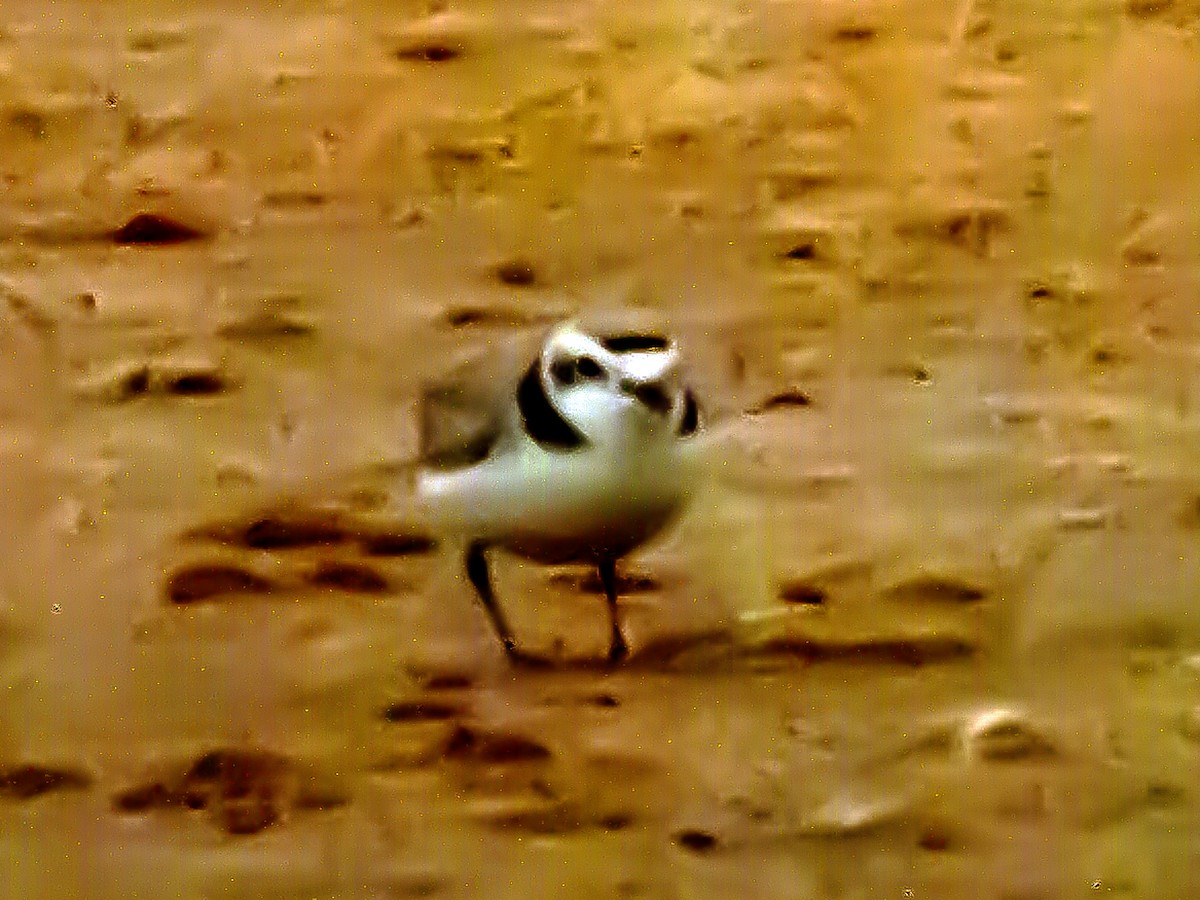 Snowy Plover - ML620724683