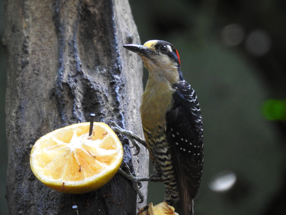 Black-cheeked Woodpecker - ML620724688