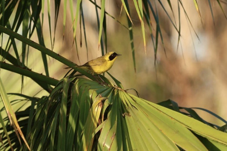 Belding's Yellowthroat - ML620724694