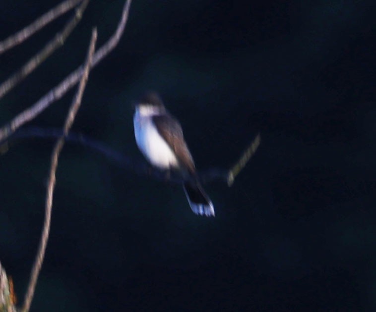 Eastern Kingbird - ML620724695