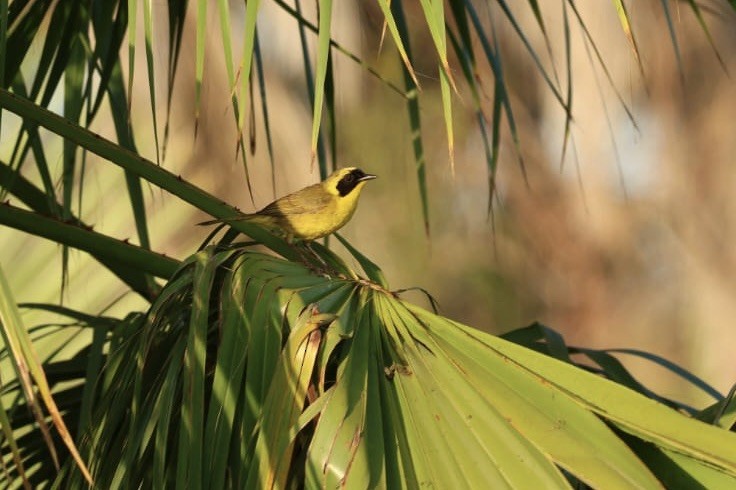 Belding's Yellowthroat - ML620724697