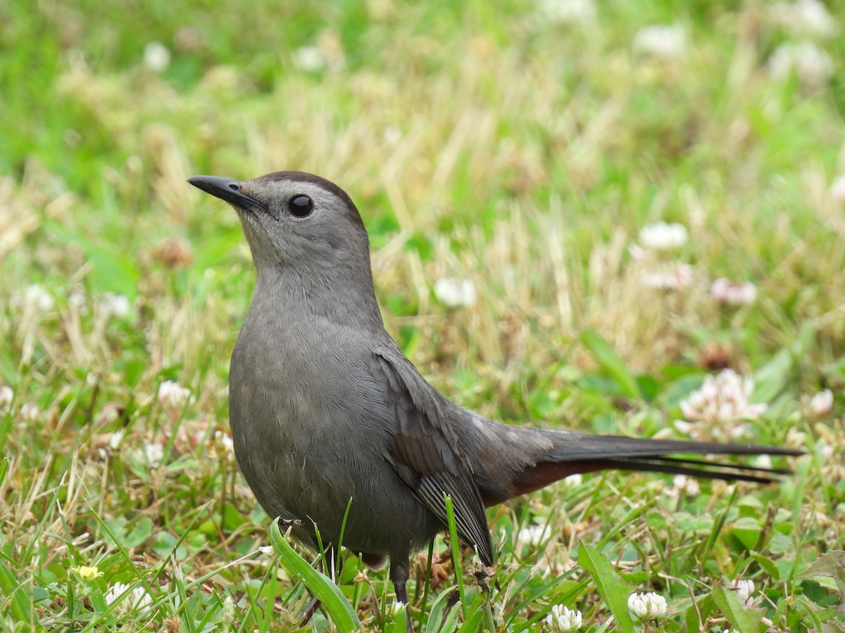 Gray Catbird - ML620724702