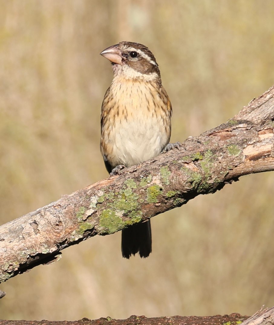 Rose-breasted Grosbeak - ML620724704