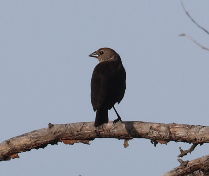 Brown-headed Cowbird - ML620724707