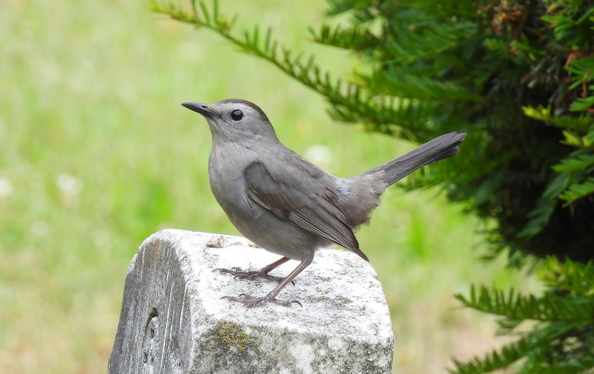 Gray Catbird - Cristina Hartshorn