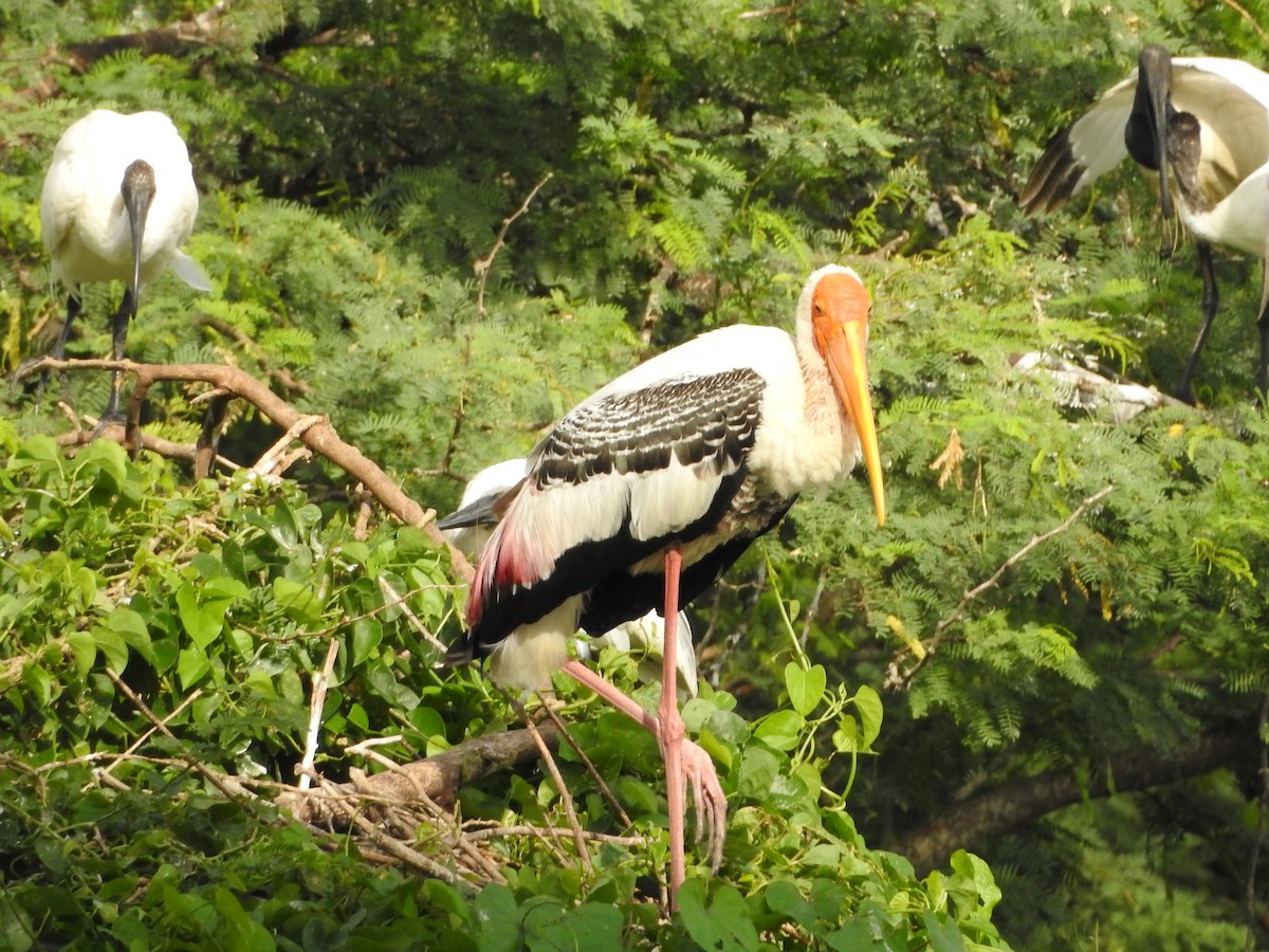 Painted Stork - ML620724709