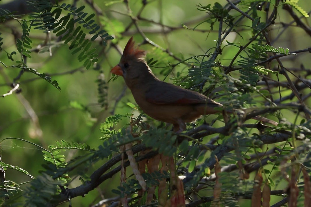 Northern Cardinal - ML620724710