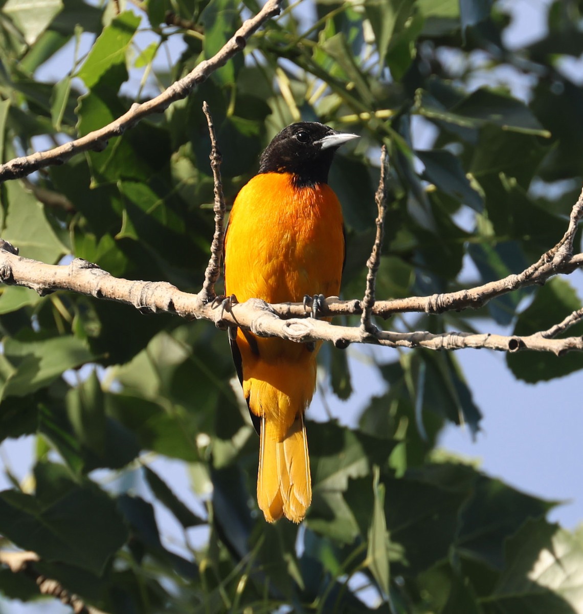 Baltimore Oriole - ML620724711