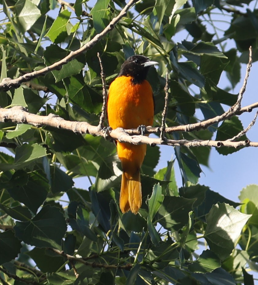 Oriole de Baltimore - ML620724713