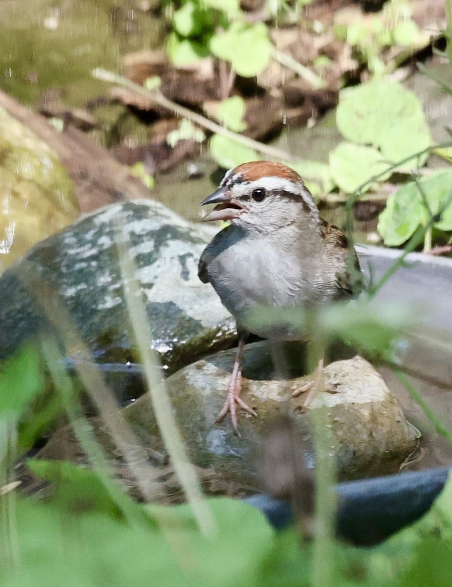 Chipping Sparrow - ML620724718