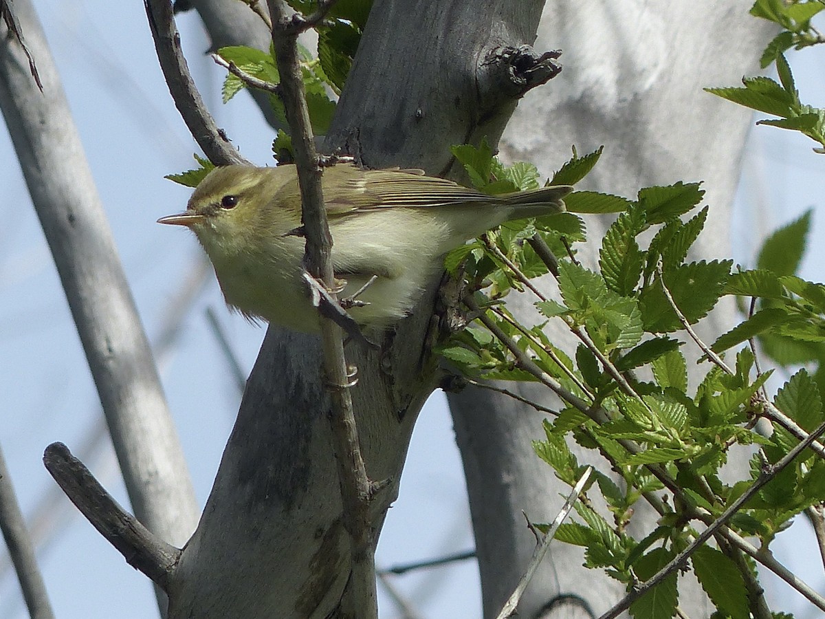 Greenish Warbler - ML620724720