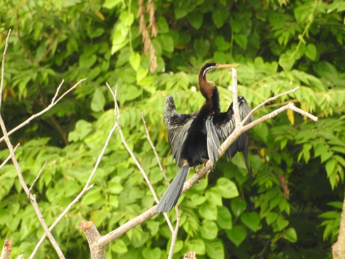 Orient-Schlangenhalsvogel - ML620724722