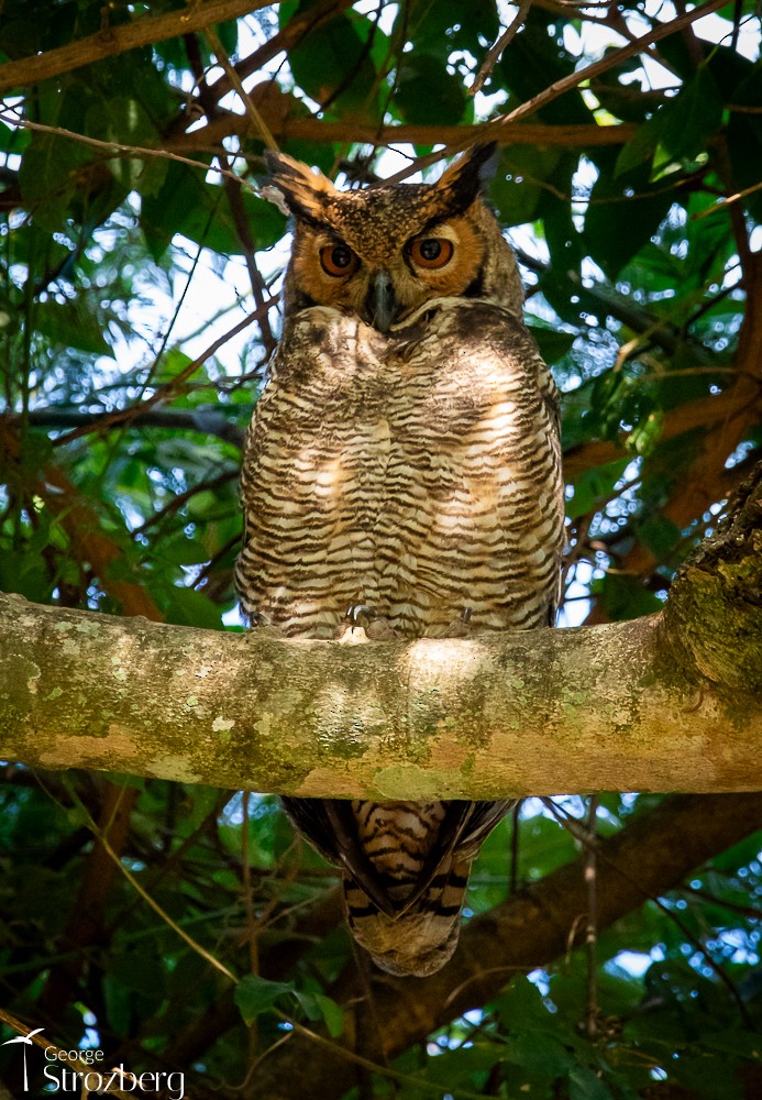 Great Horned Owl - ML620724729