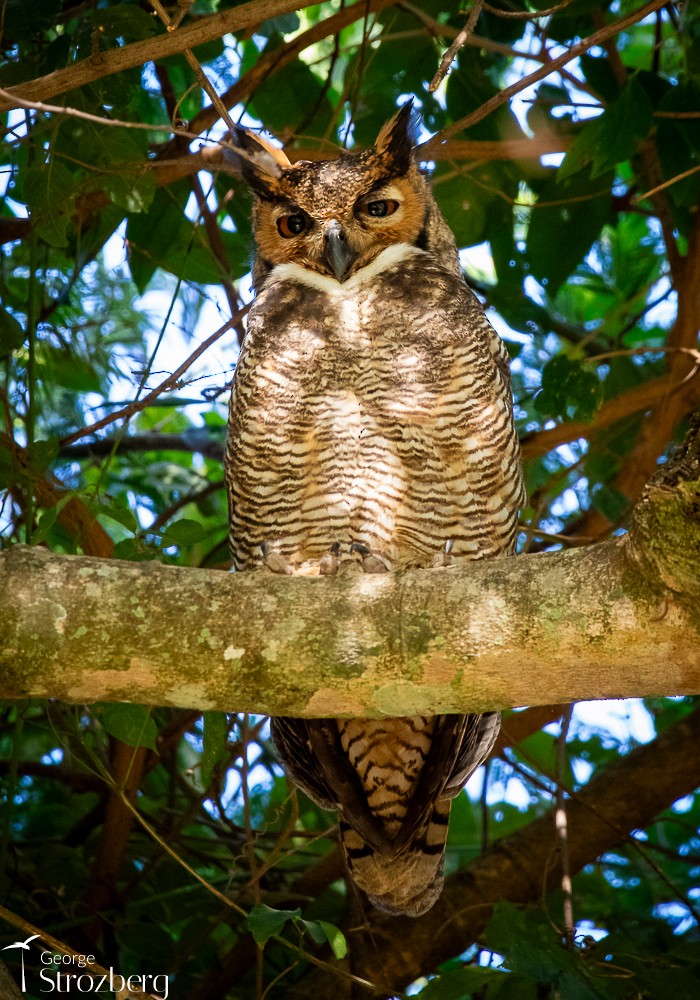 Great Horned Owl - ML620724731
