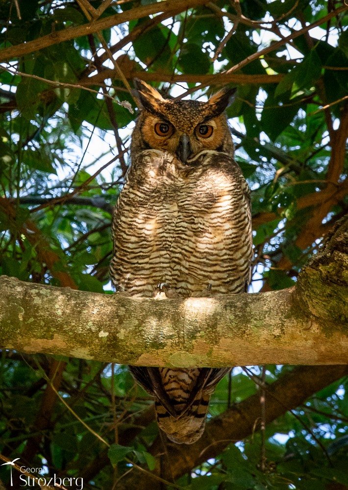 Great Horned Owl - ML620724732