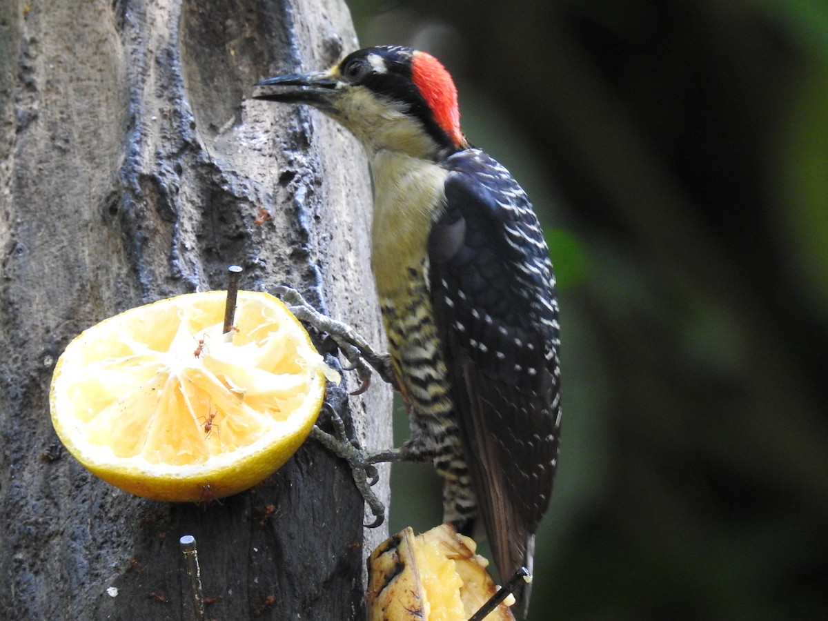 Black-cheeked Woodpecker - ML620724740