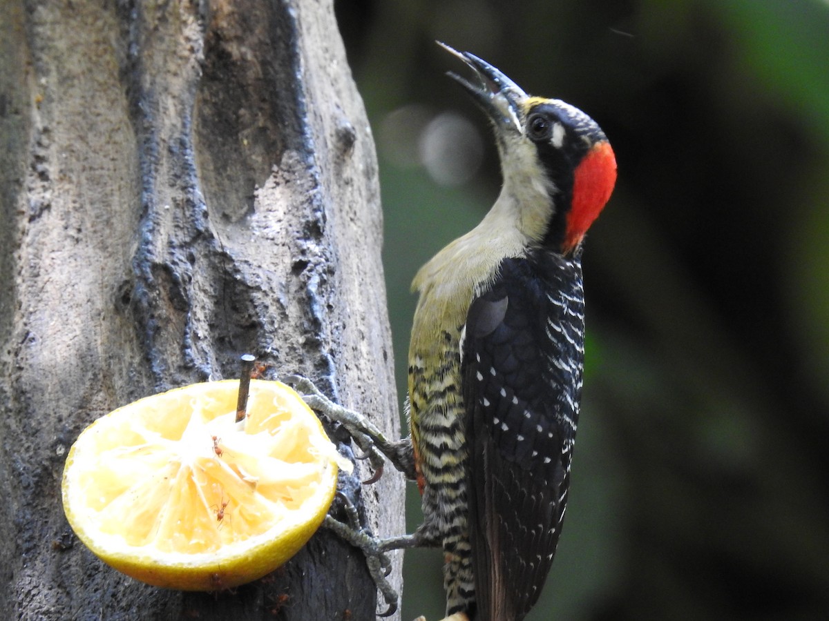 Black-cheeked Woodpecker - ML620724742