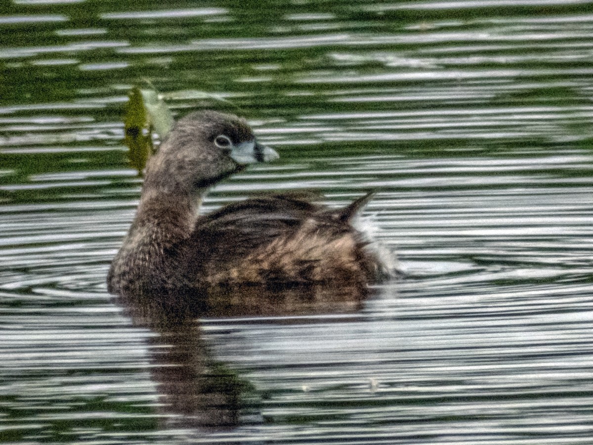 Pied-billed Grebe - ML620724744