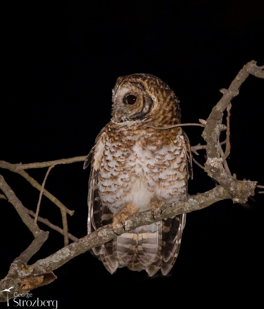 Rusty-barred Owl - ML620724760