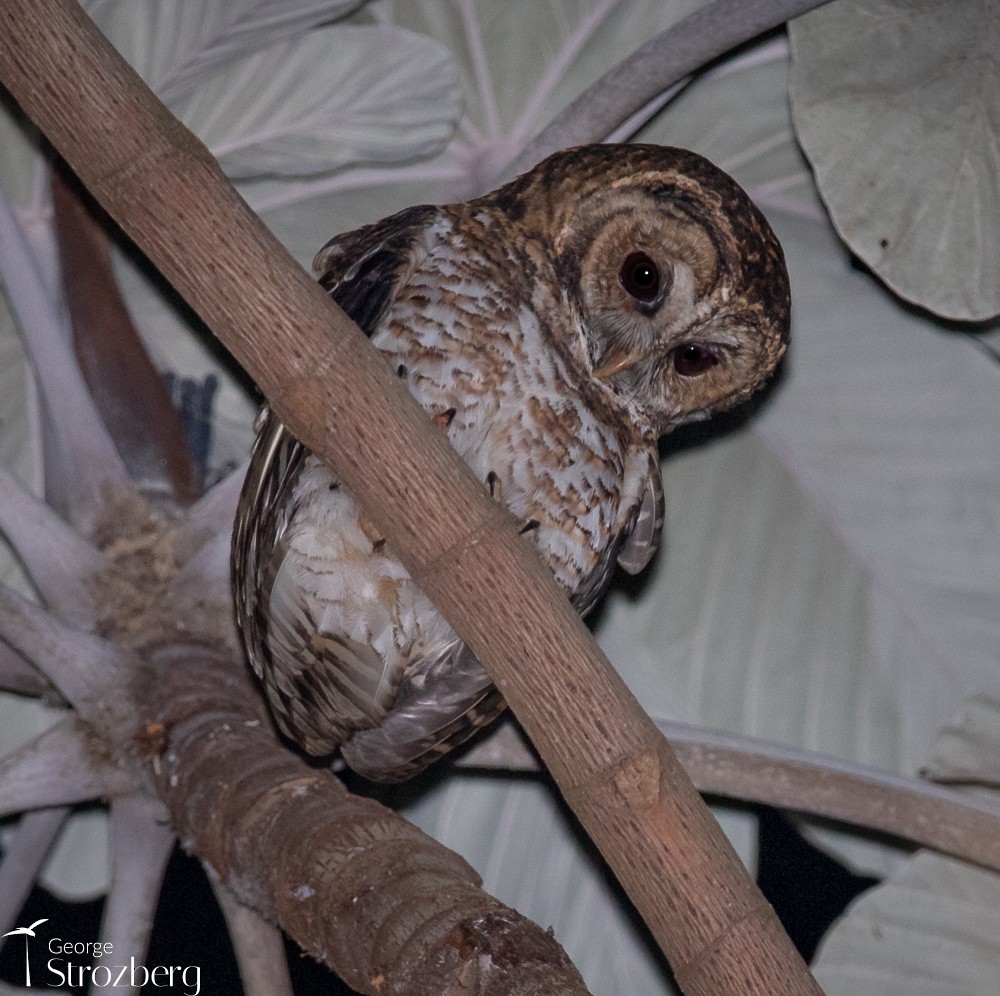 Rusty-barred Owl - ML620724761