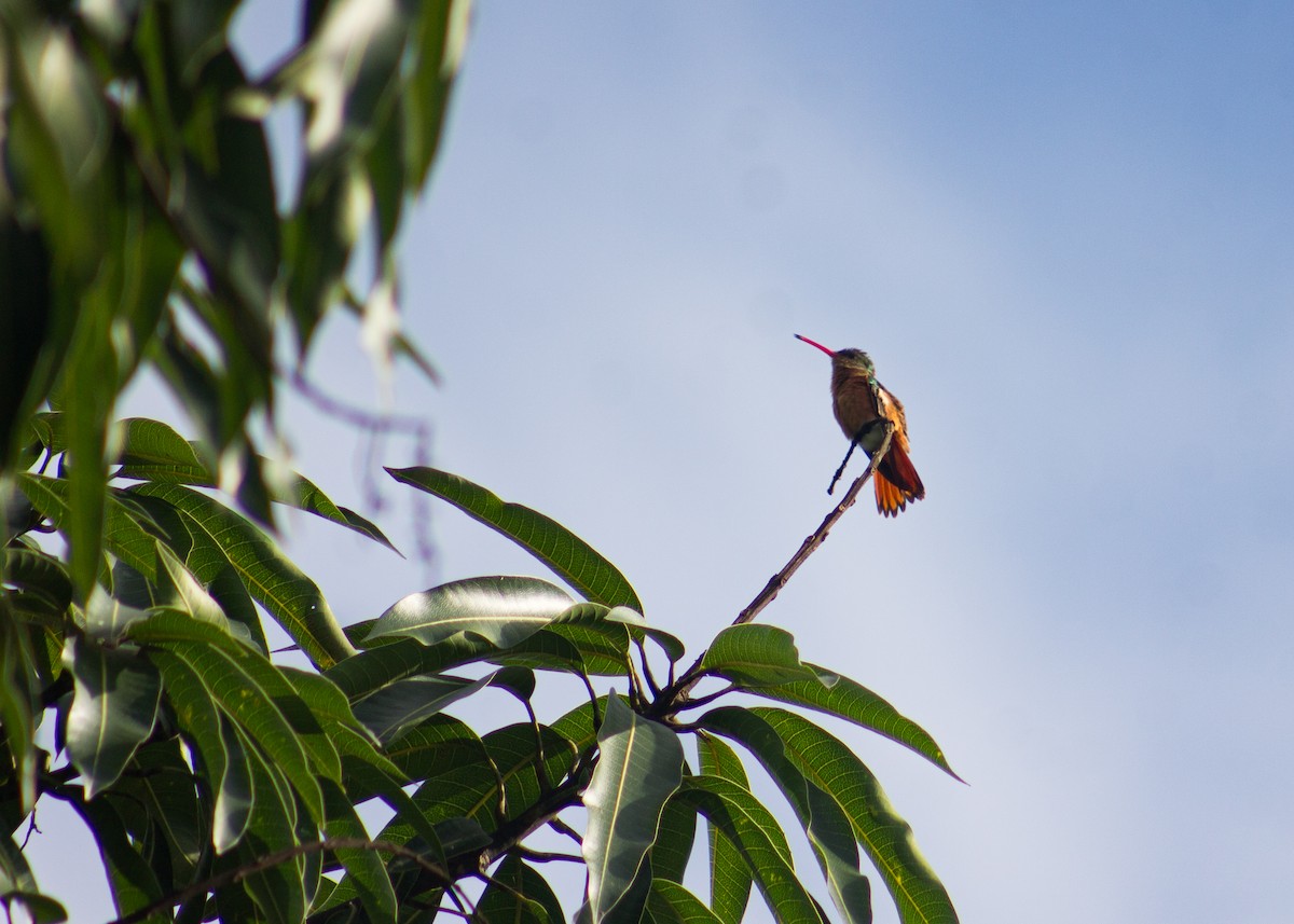 kolibřík ryšavý - ML620724769