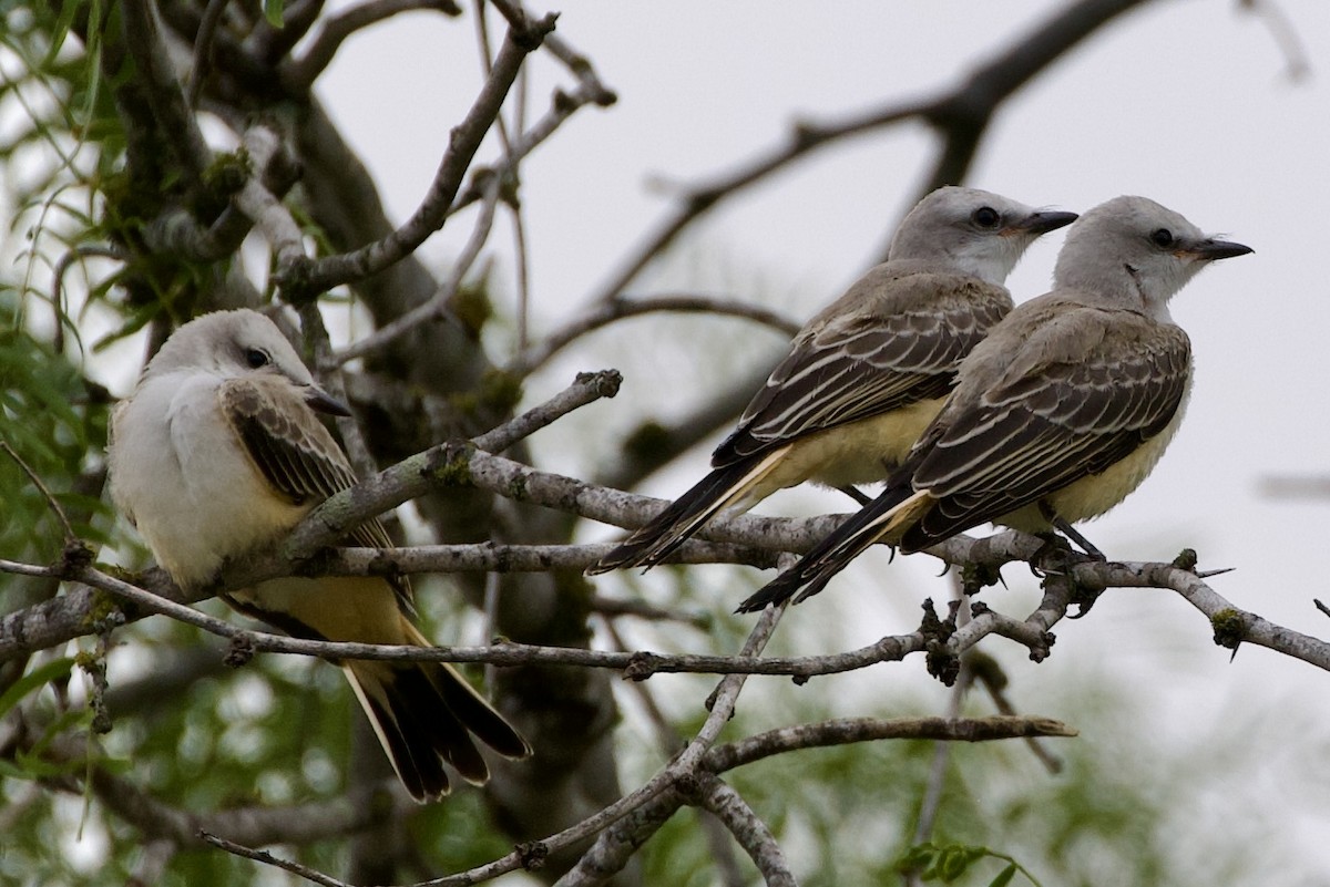 Scissor-tailed Flycatcher - ML620724776