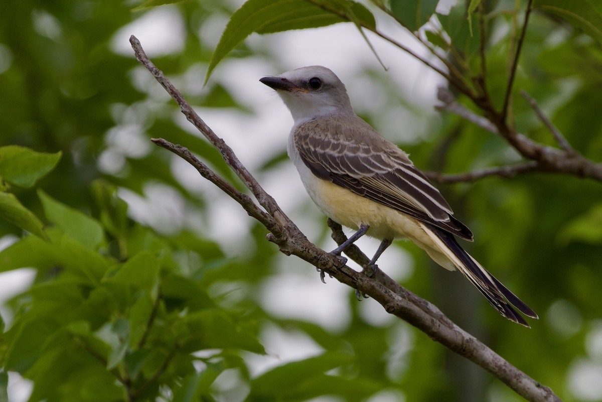 Scissor-tailed Flycatcher - ML620724777