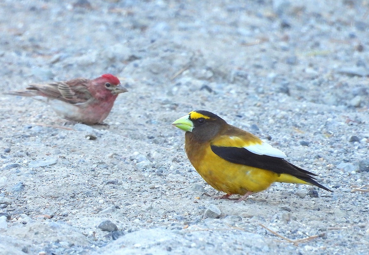 Evening Grosbeak - ML620724780