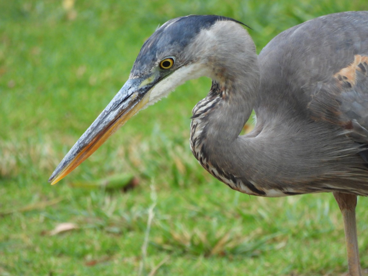 Great Blue Heron - ML620724785