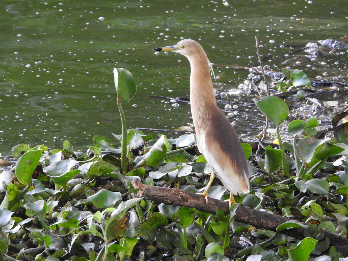 Indian Pond-Heron - Wen Li
