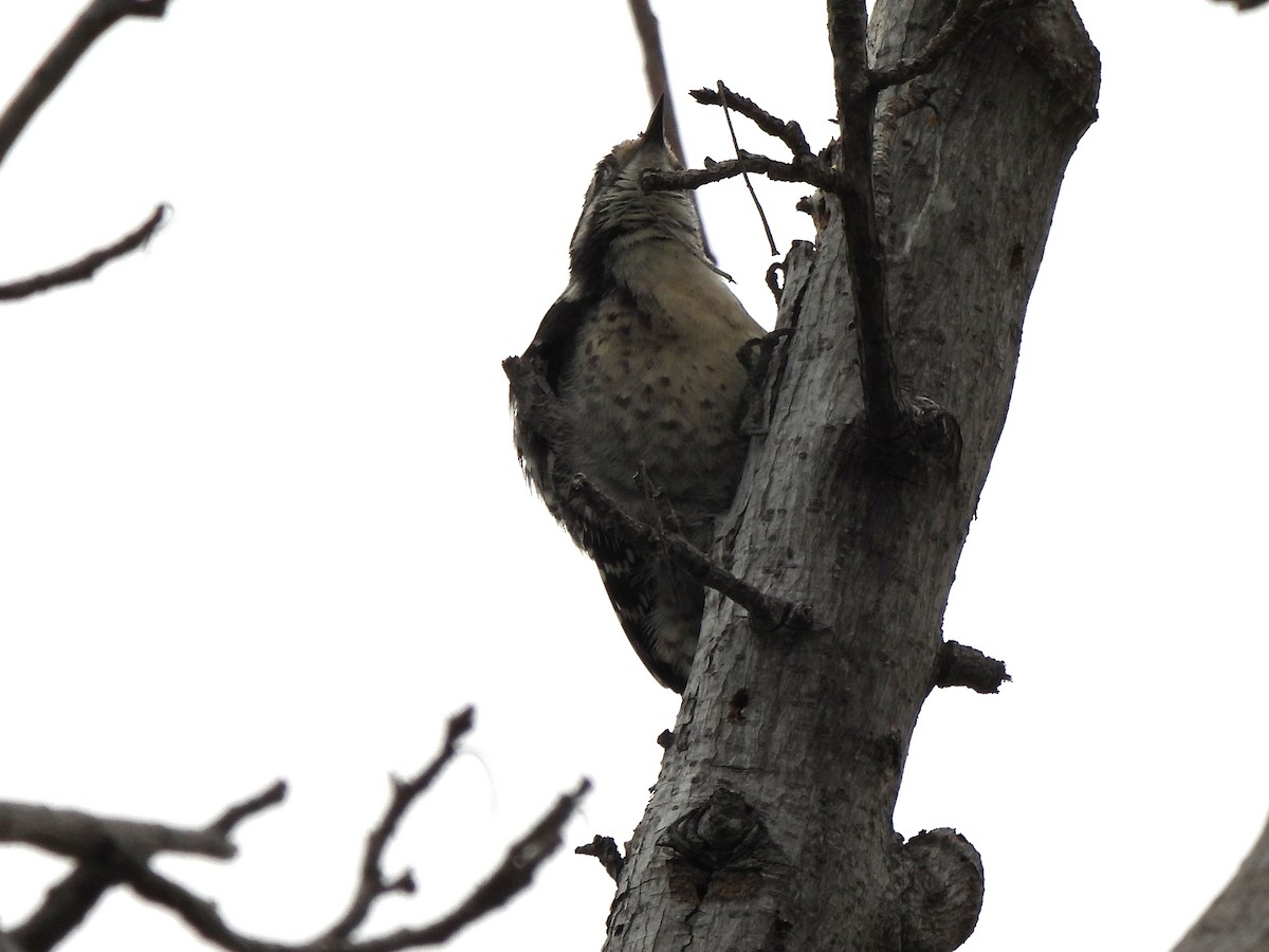 Nuttall's Woodpecker - ML620724794