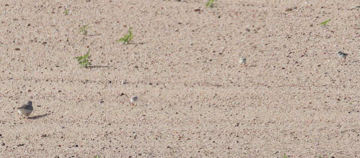 Piping Plover - ML620724800