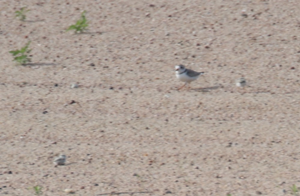 Piping Plover - ML620724801