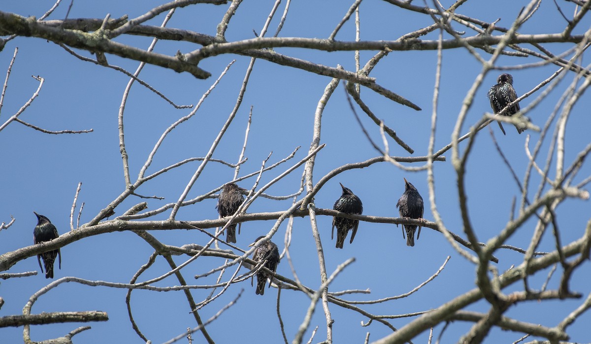 European Starling - ML620724804