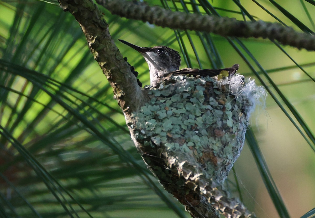 Ruby-throated Hummingbird - ML620724805