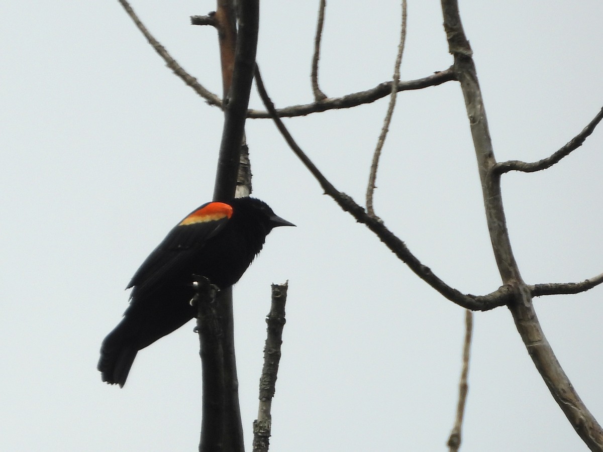 Red-winged Blackbird - ML620724808