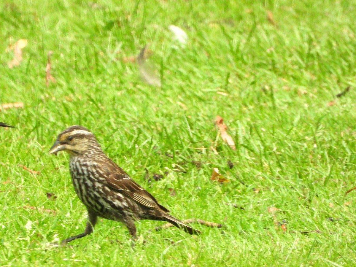 Red-winged Blackbird - ML620724811