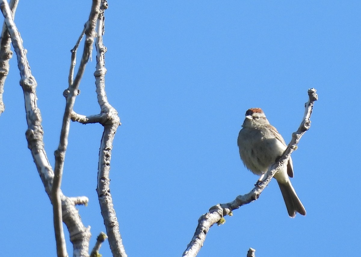 Chipping Sparrow - ML620724814