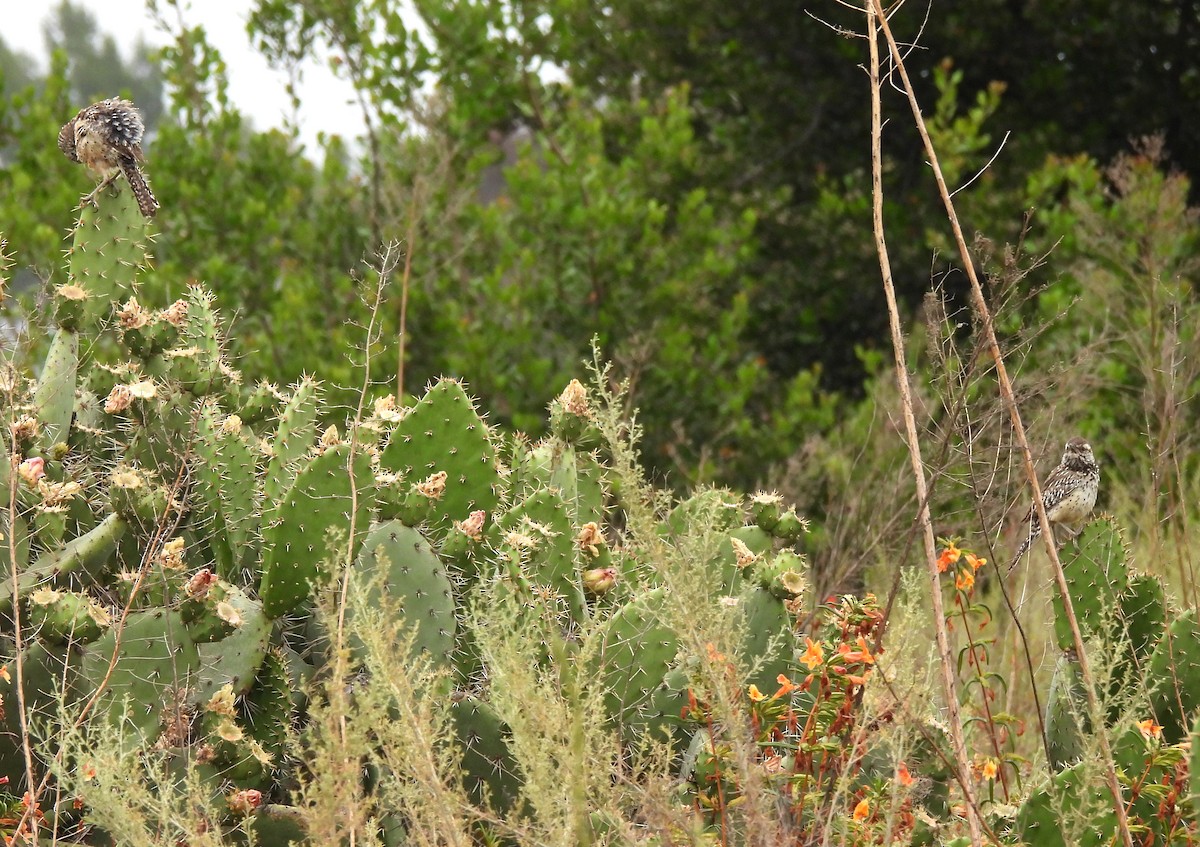 Troglodyte des cactus - ML620724815